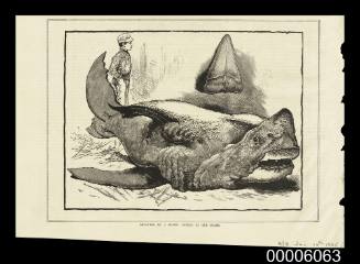 Devoured by a shark: sketch of the shark