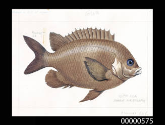 White ear (Parma microlepis)