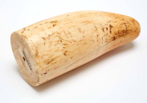 Ssperm whale tooth with a small number of scrimshander's markings