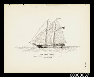 Plate 186. The Whale Fishery. Whaling schooner AMELIA is of New Bedford, Mass.
