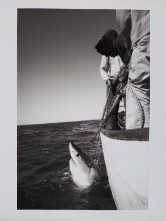 Great White shark fishing