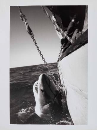 Captured Great White shark