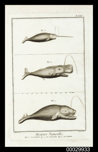 Plate XXIV Histoire Naturelle. Figure 1 La Baleine. Figure 2 Le Cachalot. Figure 3  Le Narwal