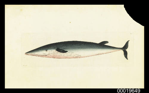 Rostrated or Small Beaked Whale