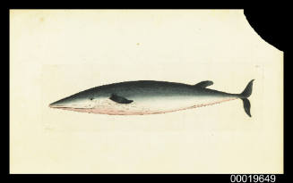Rostrated or Small Beaked Whale