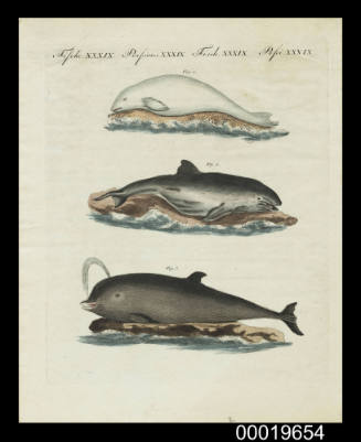 Plate XXXIX. Fische, Poissons, Fish, Pesei