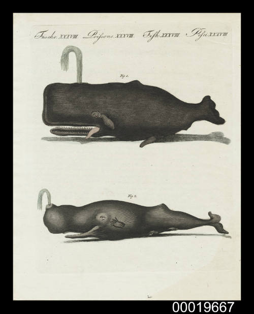 Plate XXXVII.  Deux Especes Remarquables de Balienes