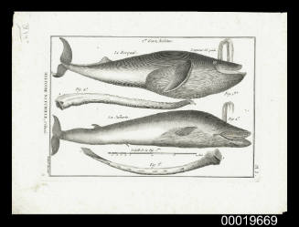 Plate 3. Histoire Naturelle, Cetaces: 1er Genre Baleines. Le Rorqual. La Jubarte