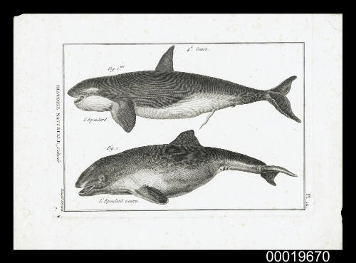 Plate 12. Histoire Naturelle, Cetaces: 4e Genre. L' Epaulard. L' Epaulard Ventra