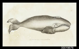 Plate 133 a bowhead whale with large baleen plates