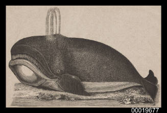 La Baleine Franche