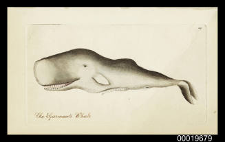 The Spermaceti Whale
