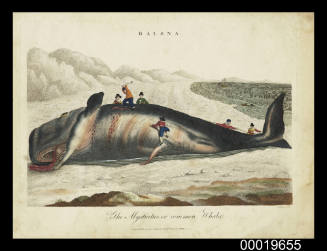 The Mysticetus, or Common Whale