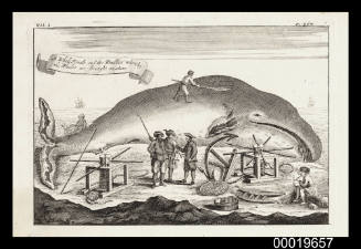 A whale female and the windlass whereby the whales are brought on shore