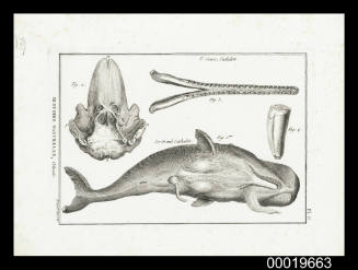 Plate 6.  Natural History, Cetaceans.  3rd Genus, Sperm Whales
