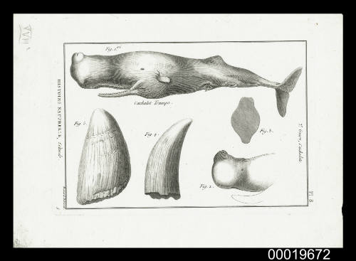 Plate 8. Histoire Naturelle, Cetaces. 3e Genre, Cachalots