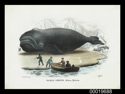 Balena Comune - Balena Mysticetus
