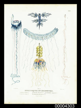 Plate XXIX Mollusques et Zoophytes