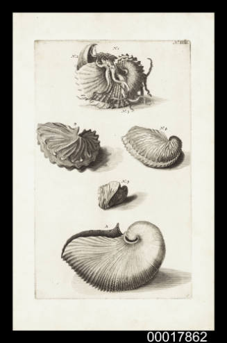Plate XVIII sea shells: Ambonese Curiosity Cabinet