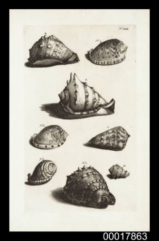 Plate XXIII sea shells: Ambonese Curiosity Cabinet