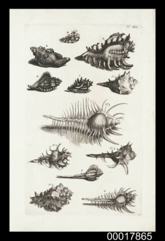Plate XXVI sea shells: Ambonese Curiosity Cabinet