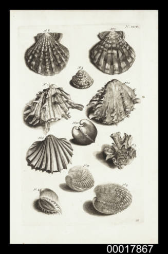 Plate XLVIII sea shells: Ambonese Curiosity Cabinet