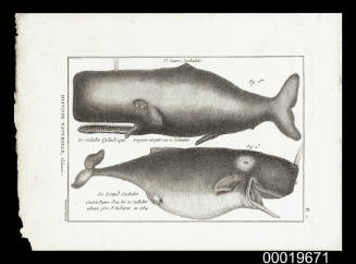 Plate 7 Natural History, Cetaceans 3rd Genus, Sperm Whales