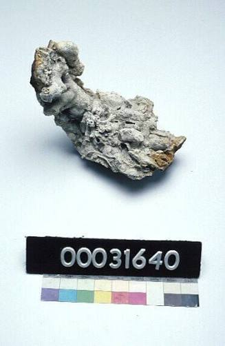 Coral concretion from the shank of an anchor from HMB ENDEAVOUR