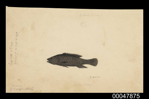 Fish collected at Honden Island on 27 August 1839