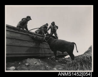 Crew untying ‘Ferdinand’ the bull