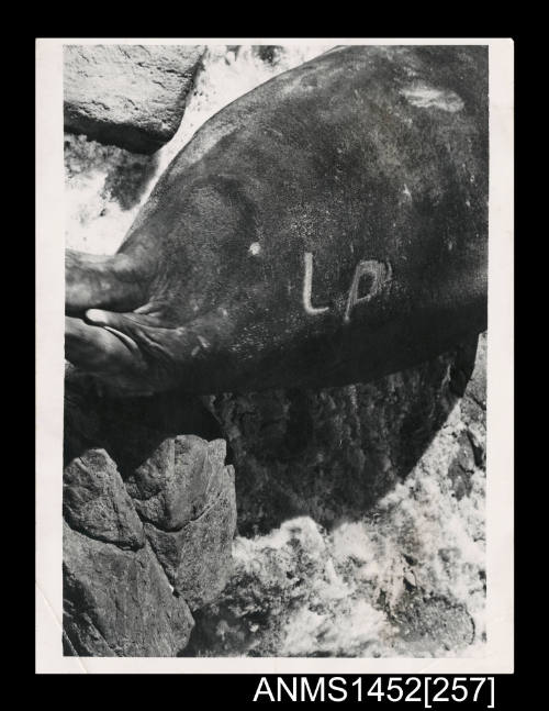 Branded elephant Seal found on beach near Davis Station