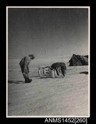Bruce Stinear with a group of Adelie penguins as he tries to examine rock specimens on a ridge behind Mawson station