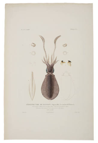 Voyage de LA COQUILLE - Mollusques No. 2