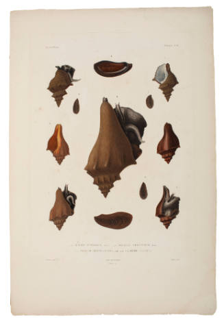 Voyage de la BONITE.  Mollusques. Plate 42
