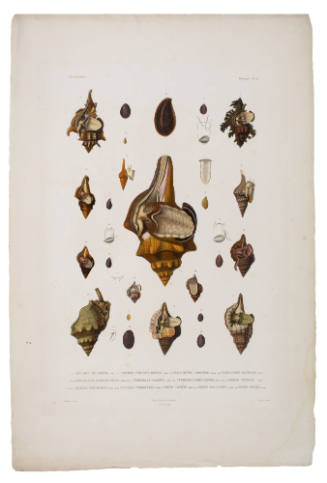 Voyage de la BONITE.  Mollusques. Plate 44