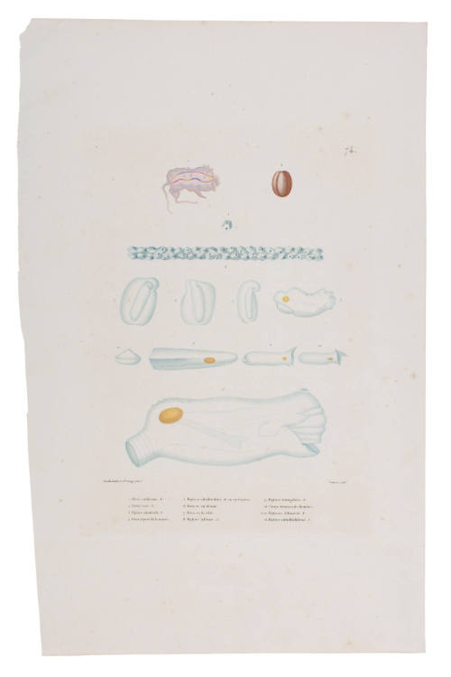 Plate 74  Marine Invertebrates