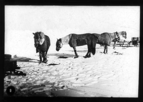 Siberian ponies on the Antarctic ice