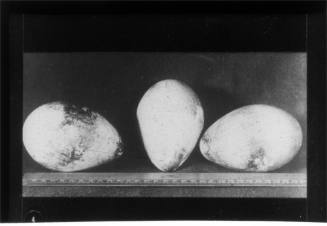 Three Emperor penguin's eggs