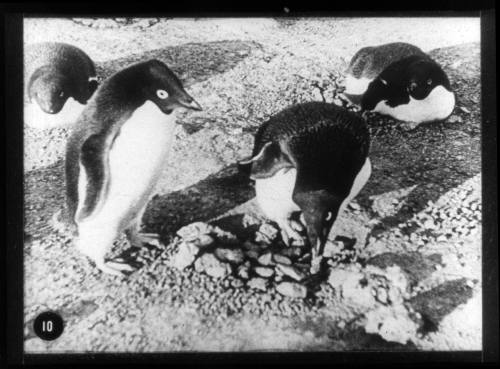 Adélie penguins
