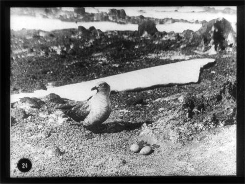 Skua gull keeping two eggs