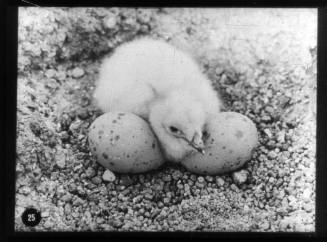 Skua gull chick and two eggs