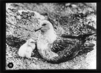 Skua gull next to its chick