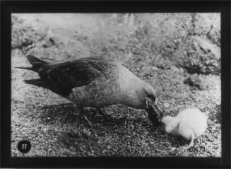 Skua gull feeding its chick