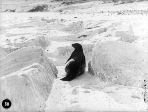 A Weddell seal resting on the ice