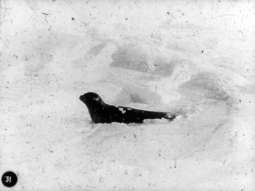 A seal resting on the ice