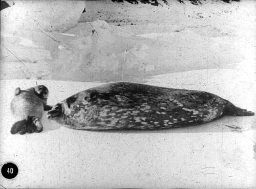 Mother seal and pup