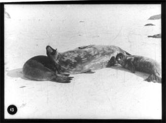 Mother seal with two pups