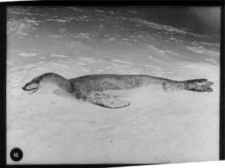 A dead leopard seal
