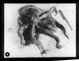 A squid found by Herbert Ponting and William Lashly