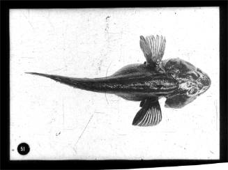 A Notothenia fish